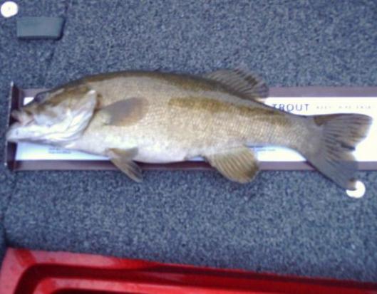 bass 001.JPG