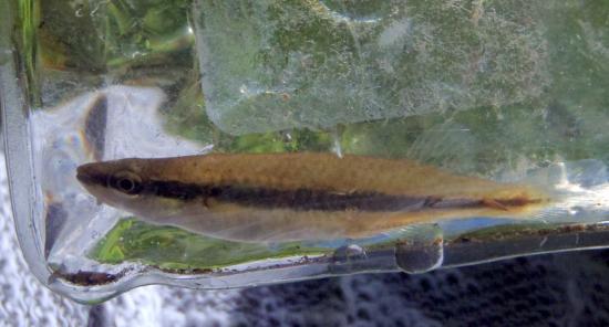 Blackstripe Topminnow - Livie's 1st - EAG Creek - 23Apr17.JPG