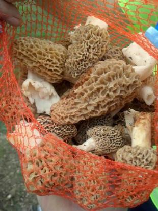 morels1.jpg