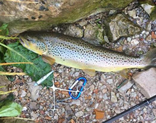 Brown Trout 5-18-2017 #2.jpg