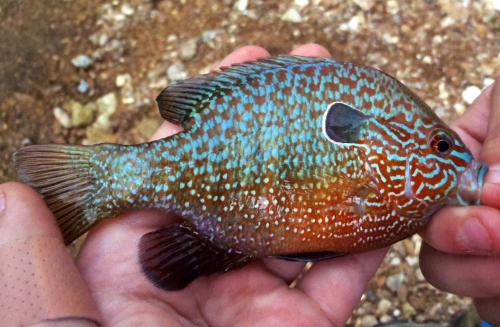 Olivia - Longear Sunfish - Maries River - 27May17.JPG