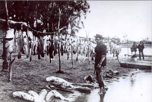 Murray_cod_1800_lbs_Renmark_1898.jpg