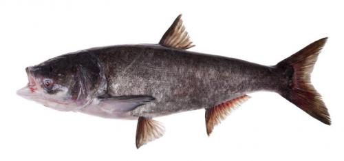 20100414_bighead_carp.jpg