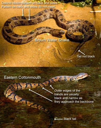 cottonmouth-vs-bws copy.jpg