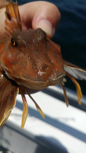 Sea Robin (2) - Offshore Ocean City - 17Jun17.jpg