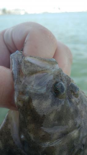 Summer Flounder (2) - Isle of Wright Bay - 17Jun17.jpg