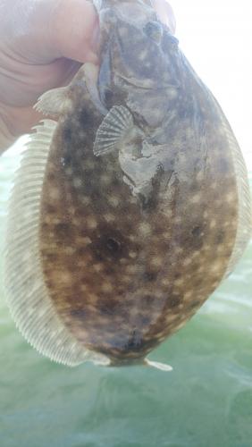 Summer Flounder (1) - Isle of Wright Bay - 17Jun17.jpg