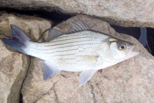 White Bass - 18Apr15  -Truman Dam.JPG