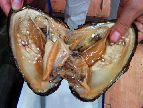 Cultured_pearl_oyster.jpg
