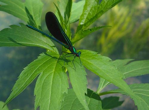 Damsel-fly.jpg