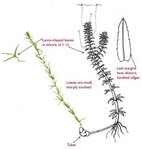 Hydrilla-line-art-large.jpg