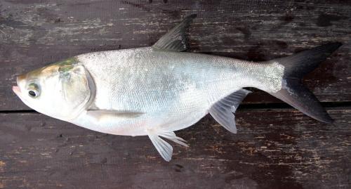 Silver-Carp.jpg