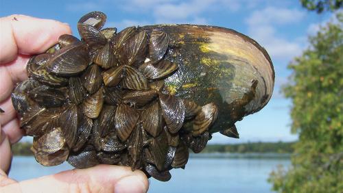 Zebra-mussels-MNDNR-credit.jpg