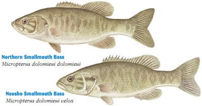 bass-smallmouth.jpg