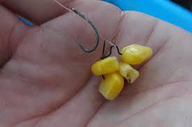 corn.jpeg
