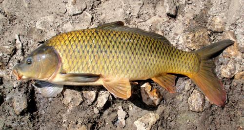 Common carp_ EB34_ 7-3-11_ NT.jpg