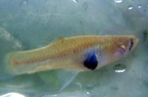 Eastern Mosquitofish (2) - Marshyhope Creek - DE 22May17.JPG