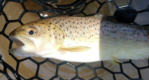 Brown trout - Current river - 22Jul17.jpg