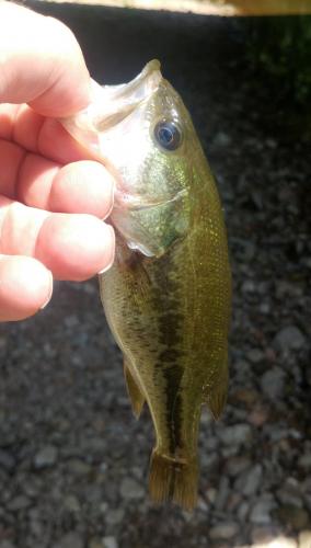 Largemouth - Beaver Creek - 22Jul17.jpg