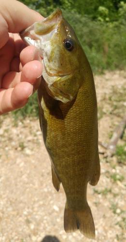 Smallmouth - Beaver Creek - 22Jul17.jpg