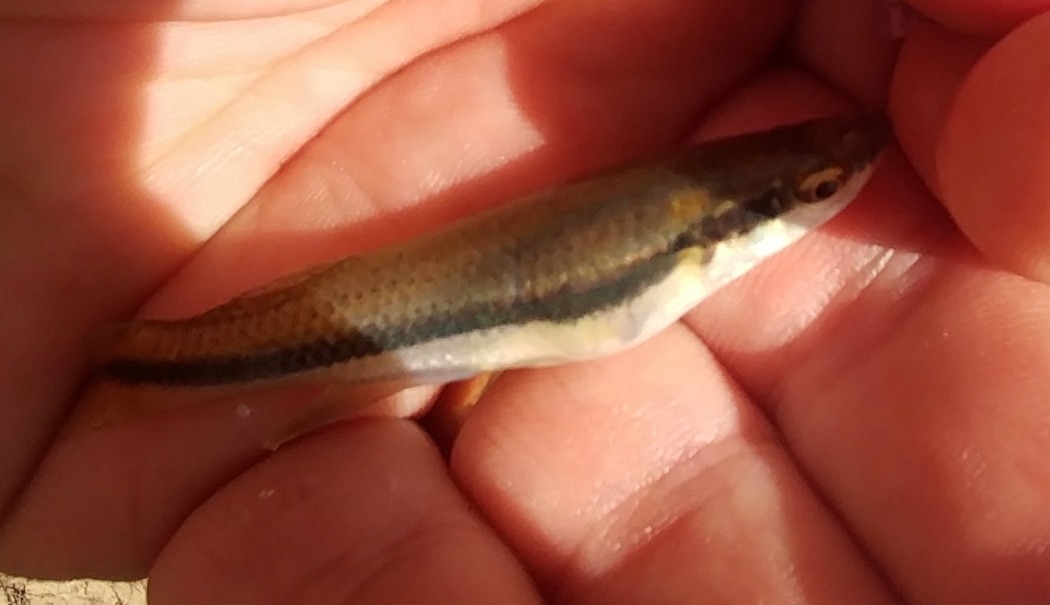 Big Piney - Micro fish - Big/Little Piney River - OzarkAnglers.Com