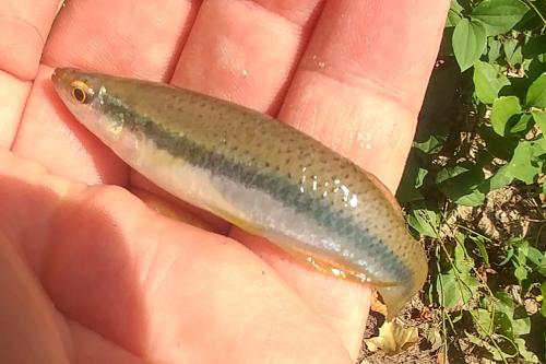 Blackspotted Topminnow - Big Piney - 22Jul17.jpg