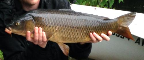 Darker-Common-carp.jpg