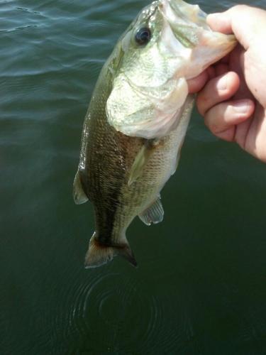 chunkyshort72617.jpg