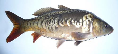 mirror-carp.jpg