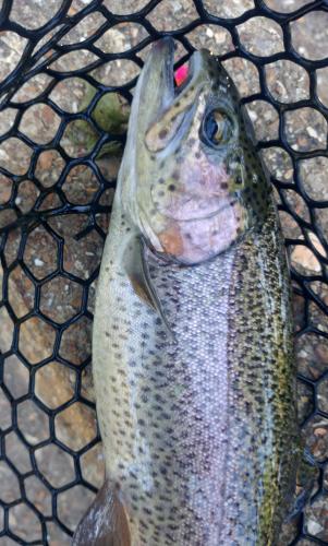 Rainbow trout (13 inch)- Bennett's - 30Jul17.jpg