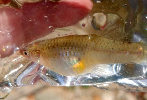 Western mosquitofish - Niangua (Barclay) - 30Jul17.jpg