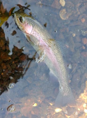 Rainbow Trout (2) - Niangua (Barclay) - 30Jul17.jpg