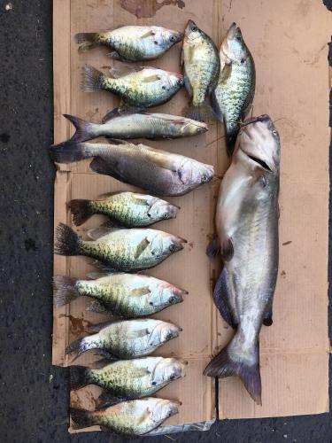 fish 7-31-17.JPG