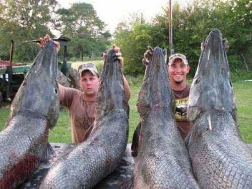 bowfishing huge gar(2).jpg