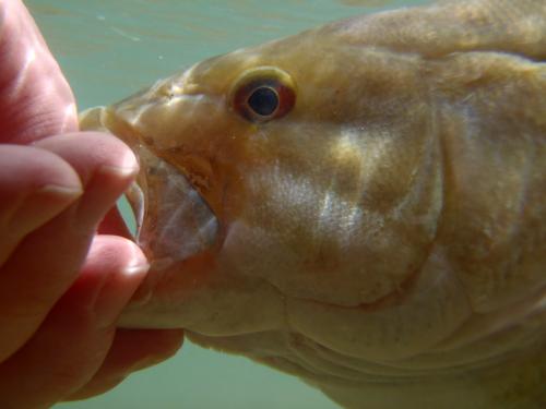 Smallmouth - 15 inches Current River 01Apr16 (1).JPG