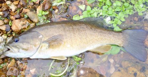 11PT 14in Smallmouth.JPG