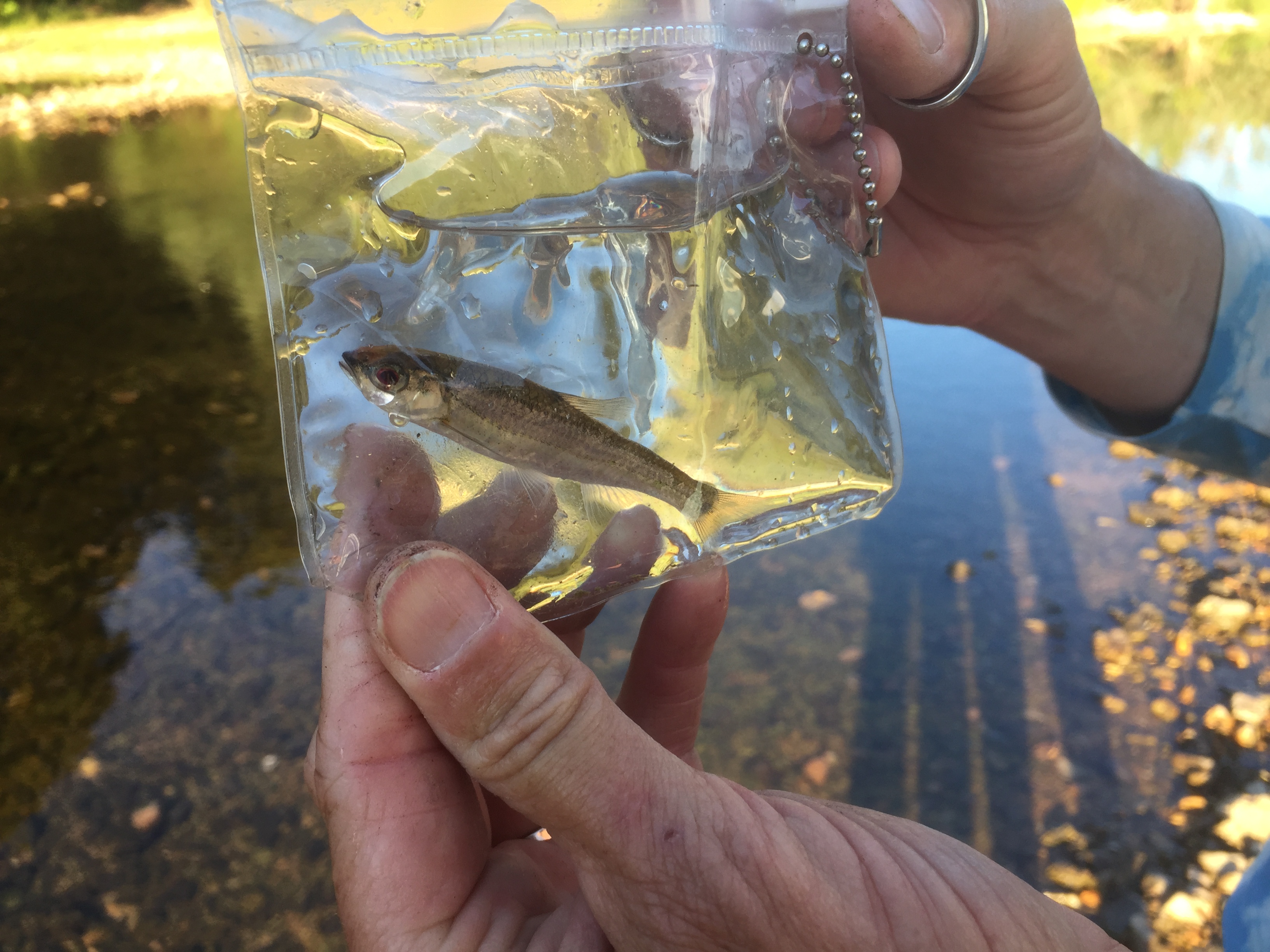 Trout Magnet - If you are in mountain home Arkansas today