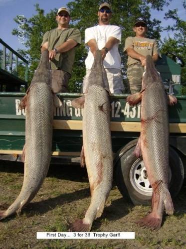 bowfishing-alligator-gar-1.jpg