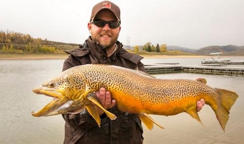 tiger-trout.jpg