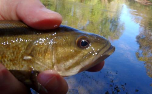 Neosho Smallmouth bass (2c) - Indian creek - 21Oct16.JPG