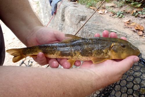 Northern Hog Sucker - 27Sep15 - Montauk Trout park.JPG