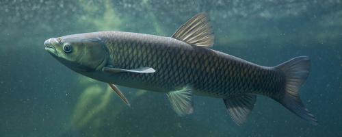 (Ctenopharyngodon idella)grass-carp.jpg