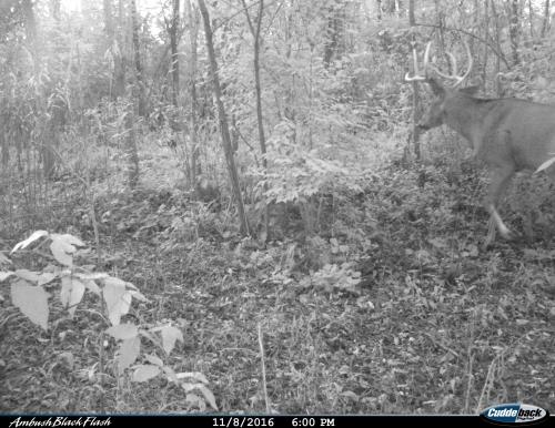 Buck - 8-pt (2) 08Nov16 (18_00).JPG