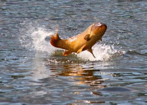 jumping carp.jpg