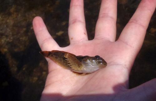 Olivia - Knobfin Sculpin (3) - Akers Ferry - Current River - 23Sep17.JPG