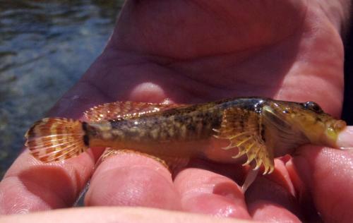 Knobfin Sculpin (3) - Akers Ferry - Current River - 23Sep17.JPG