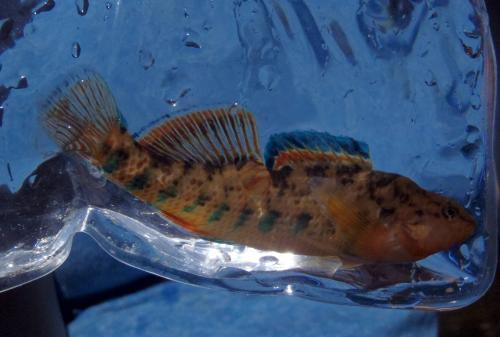 Olivia - Male rainbow darter (1) Akers Ferry  - Current River - 23Sep17.JPG