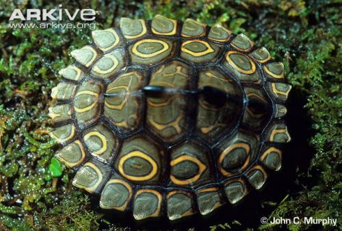 Shell-of-ringed-map-turtle.jpg