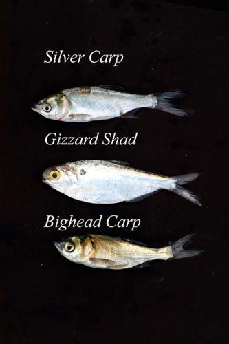 shad-and-carp.jpg