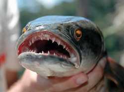 snakehead_fish-052815.jpg